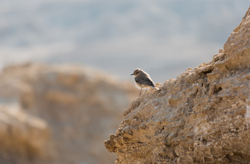portrait bird Lark