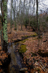 Fototapeta premium small river