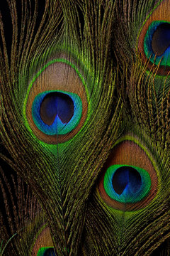 Fototapeta Peacock Feathers Background
