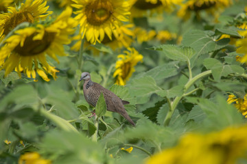 Pigeons in a sunflower field