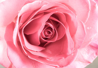 Fototapeta na wymiar Pink roses as a background