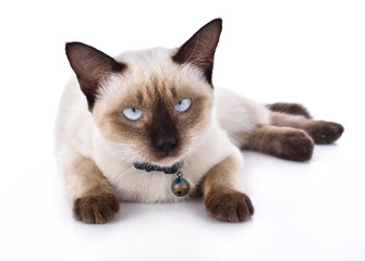 Beautiful cat on white background