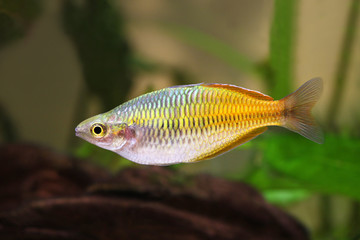 Boeseman's rainbowfish Melanotaenia boese 
mani tropical aquarium fish 