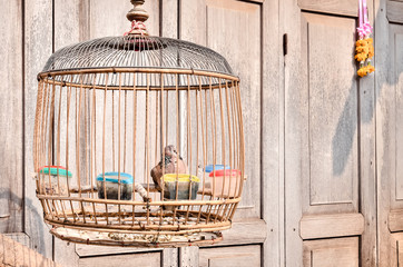 Vintage color filter, Bird in a vintage birdcage in a front from wooden door