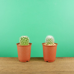 The little green cactus in small brown plant pot on brown wooden planks for home decoration.