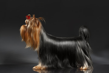 Yorkshire Terrier Dog groomed Hair Standing on black