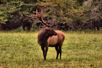 Elk in Field