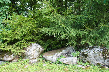 Stones with fir and trees
