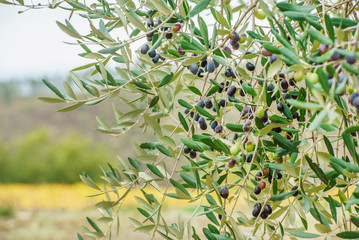 Obraz na płótnie Canvas branch with olives