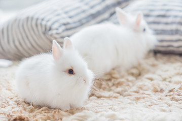 Obraz premium white rabbits indoor