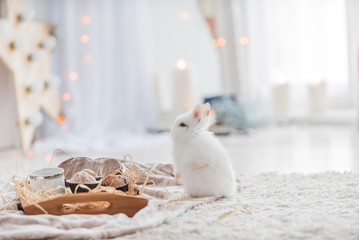 cute rabbit near tray of breakfast