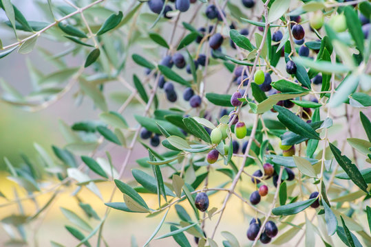 branch with olives