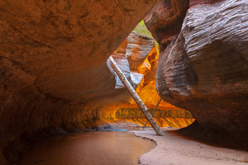 Tree in "The Subway" - Zion National Park