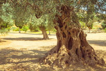 Olijfveld met grote oude olijfboomwortels