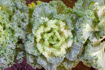 Fresh white Cabbage,brassica oleracea