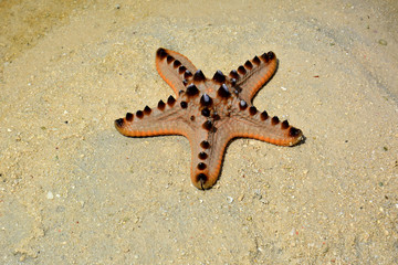 Fototapeta premium Chocolate Chip or Horned Starfish (Protoreaster nodosus), Sabah Borneo, Malaysia
