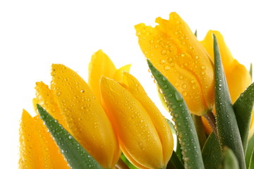 Tulipany © fotodrobik