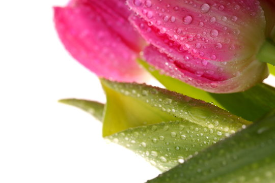 Fototapeta Tulipany