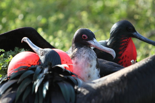 Frigate Birds During Mating Season