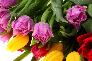 Tulipany © fotodrobik