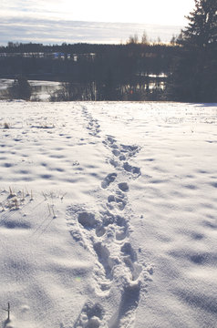The Footprints on the snow. The track goes across the field. Image taken on a sunny winter day in Finland.