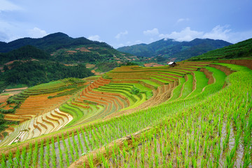 Fototapeta na wymiar Rice fields on terrace in rainy season at Mu Cang Chai, Yen Bai, Vietnam.