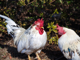 The chickens / Angry boss