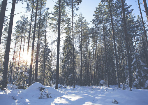 A winter wonderland in Finland. An image of snowy forest taken from low point of view. Snow is covering the trees and ground. Image has a vintage and light flare effect applied. 