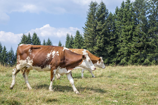 Two cows walking on an alpine pasture surrounded by pines