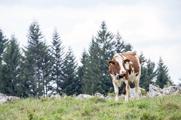 Fototapeta na wymiar Brown and white cow grazing on a alpine pasture