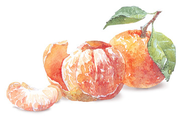 mandarin citrus fruit watercolor