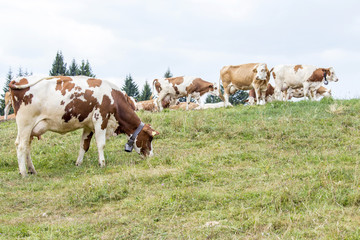 Fototapeta na wymiar Alpine pasture with cows grazing