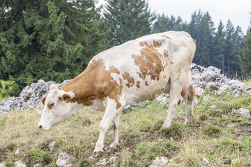 Cow walking on an alpine pasture