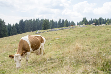 Fototapeta na wymiar White and brown cow grazing