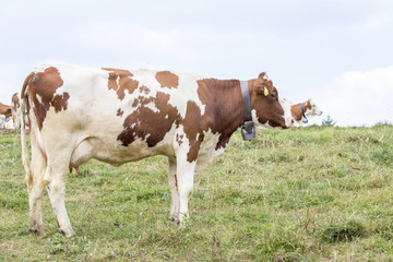 White and brown cow standing
