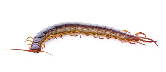 centipede on white background