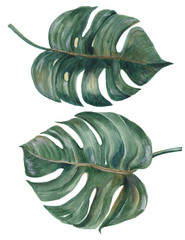 Set of tropical Split Leaves Philodendron plant botanic watercolor painting on white background © ramiia