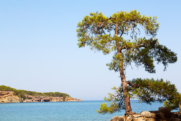 pine plant   the mediterranean see turkey