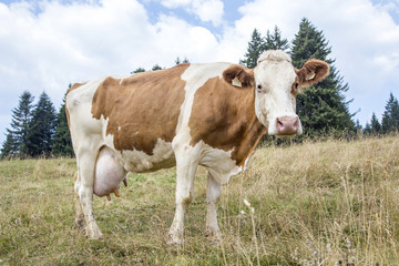 Brown and white cow grazing in mountain pasture
