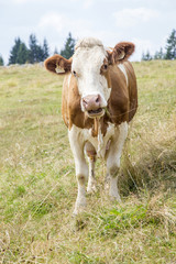 White and brown cow looking at camera