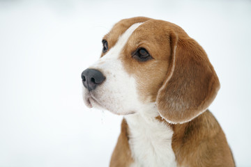 sad beagle dog outdoor portrait walking in snow