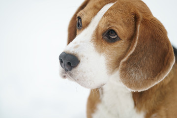 sad beagle dog outdoor portrait walking in snow