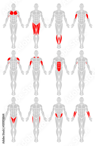 "Muscle Groups: A vector diagram of the major muscles ...