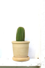 cactus pots in white background