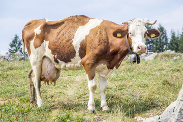 Fototapeta na wymiar Skinny cow covered by flies standing on a pasture
