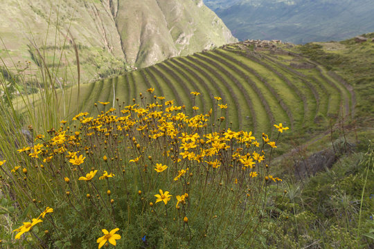 Terrazze a Pisac, valle sacra, Peru