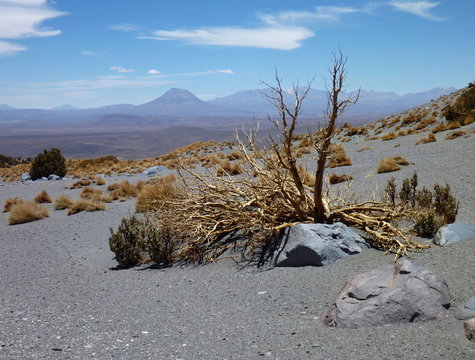 slopes around volcano isluga at chilean altiplano