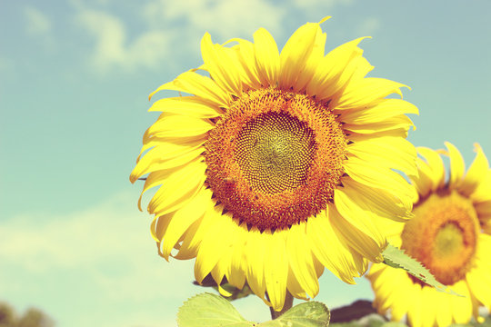 Sunflower with blue sky background in vintage style with selective focus on the big one