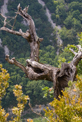 The Verdon Gorge in south-eastern France, Haut Provence,