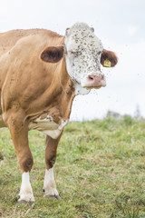 Huge cow annoyed by flies